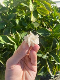 Image 1 of Gypsum Desert Rose