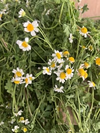 Feverfew Elixir