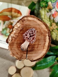 Image 7 of Grzybowe magnesy na lodówkę 