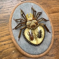 Image 1 of Specimen spider (c,  4x5 inches)