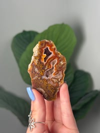Image 1 of FIRE SPECKLED MOSSY LAGUNA AGATE WITH SUGAR DRUZE