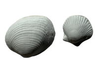 Image 3 of Porcelain Shells - Worry Stone Set