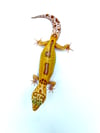 Giant White and Yellow Reverse Stripe Tangerine (Tremper) H-14