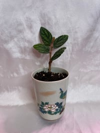 Image 2 of Polynesian Ivy in Small Peacock Cup