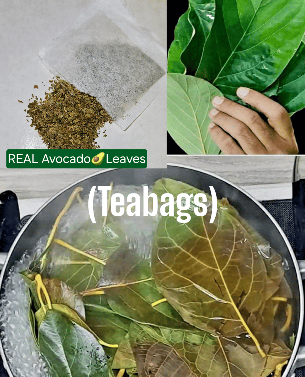 ALLIGATOR PEAR Freeze-Dried Avocado Fruit & Leaf Tea. Heart-Osteoporosis-Depression-Respiratory