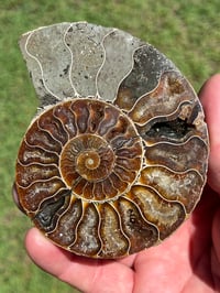 Image 4 of Ammonite Fossil Pair | Madagascar #2902