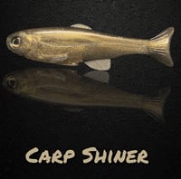 Image 3 of Roma Trout - Carp Shiner