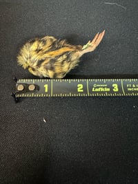 Image 1 of Day Old Chicks (Quail)