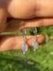 Image of Opal Ohrringe No 2