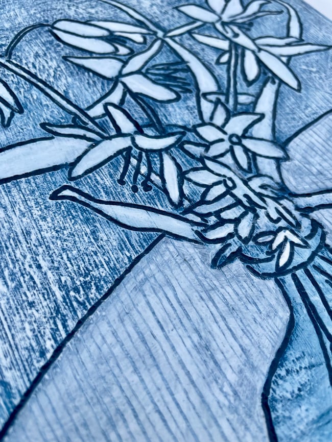 Squill