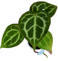 Forgetii x aos x skg grey x blue velvet