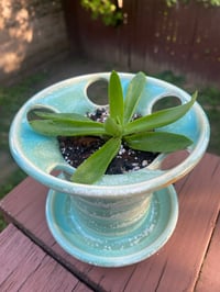 Image 1 of Campfire Plant in Blue 'Spindle'
