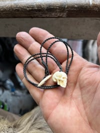 Image 2 of little Pigs tooth Skull