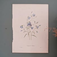 Image 13 of Planches  Anciennes les fleurs de Redouté 