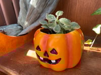 Image 2 of Baby Sun Rose in Halloween Pumpkin Pot