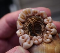 Image 19 of Dental Snull sculpture- blonde bone color, OOAK