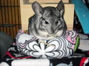 Image 1 of DanishDonut™ Bed