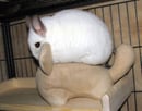 Image 4 of Chinnie-Buddie™ for Chinchillas, Pocket Pets and others