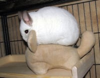 Image 4 of Chinnie-Buddie™ for Chinchillas, Pocket Pets and others