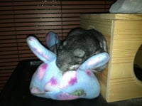 Image 1 of Chinnie-Buddie™ for Chinchillas, Pocket Pets and others