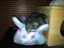 Image 1 of Chinnie-Buddie™ for Chinchillas, Pocket Pets and others