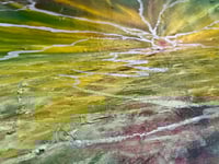 Image 3 of Dandelion Sunset
