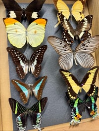 Butterfly Pinning Workshop 19th May. 11am-3pm