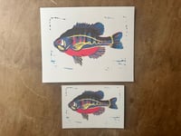 Reproduction Linocut Print - bluegill
