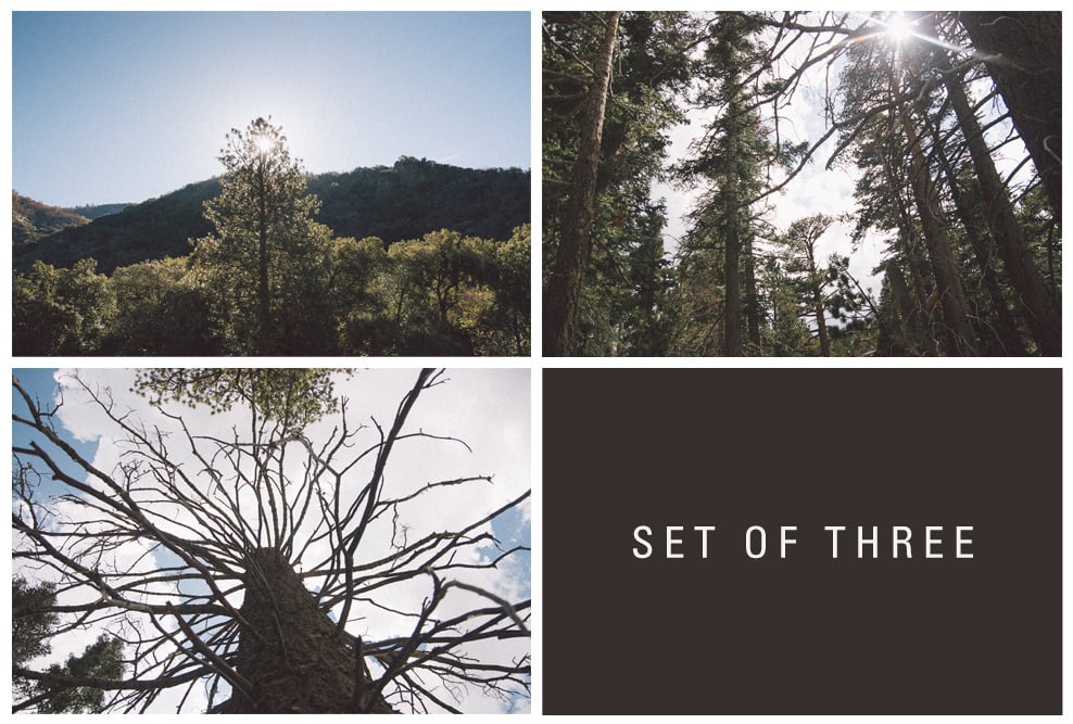 Image of sequoia, set of three. 