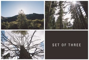 Image of sequoia, set of three. 
