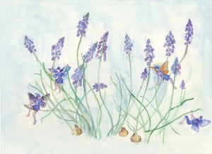 Image of Grape Hyacinths Flower Fairies Print