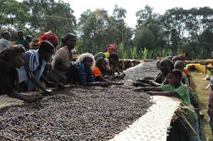 Image of Ethiopian Idido Cooperative