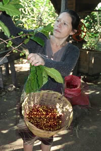 Image of Nicaraguan Vienna Roast