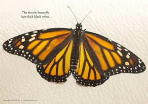Image of female monarch A2 poster