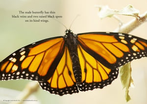 Image of male monarch A2 poster