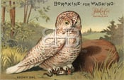 Image of Boraxine - Snowy Owl