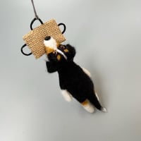 Image 4 of Aussie / Australian shepherd tricolor 