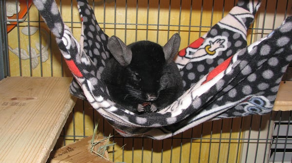 Image of Foster's 4-Corner Fun Hammock™