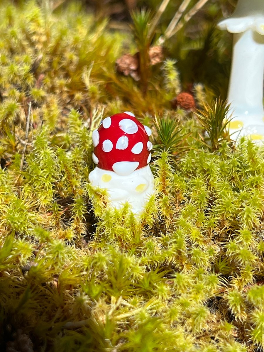 Image of Amanita Button Plant Spike