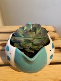 Image 2 of Pulido's Echeveria in Speckled Teal Pitcher