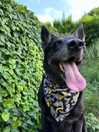 Image 3 of Suspicious Kitty Bandana 