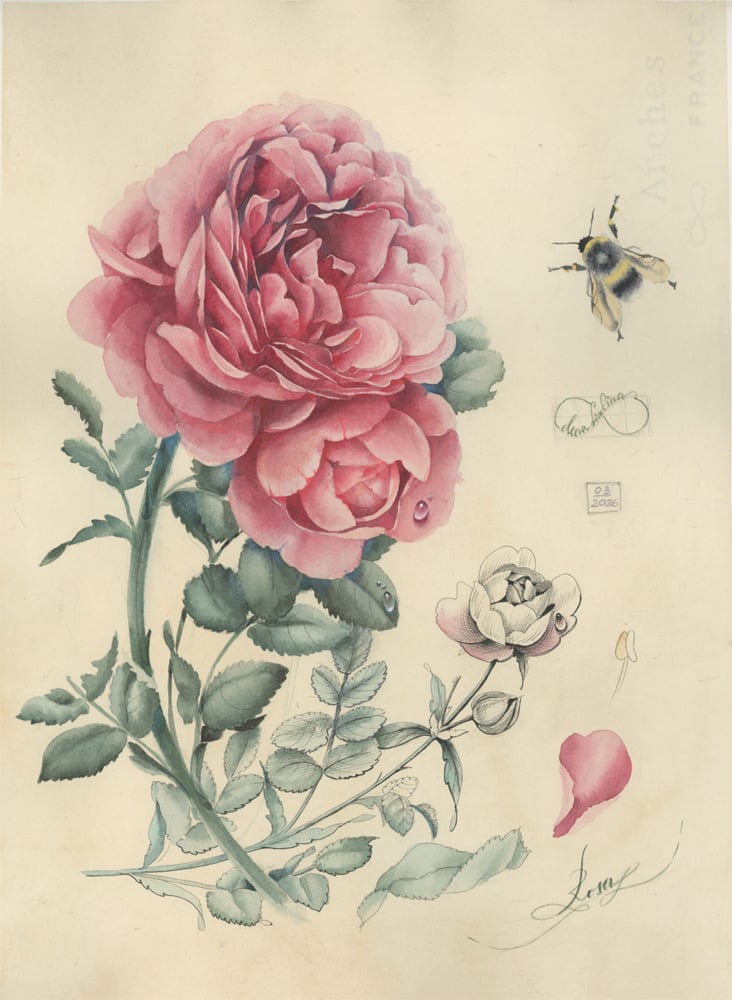 Image of Rose