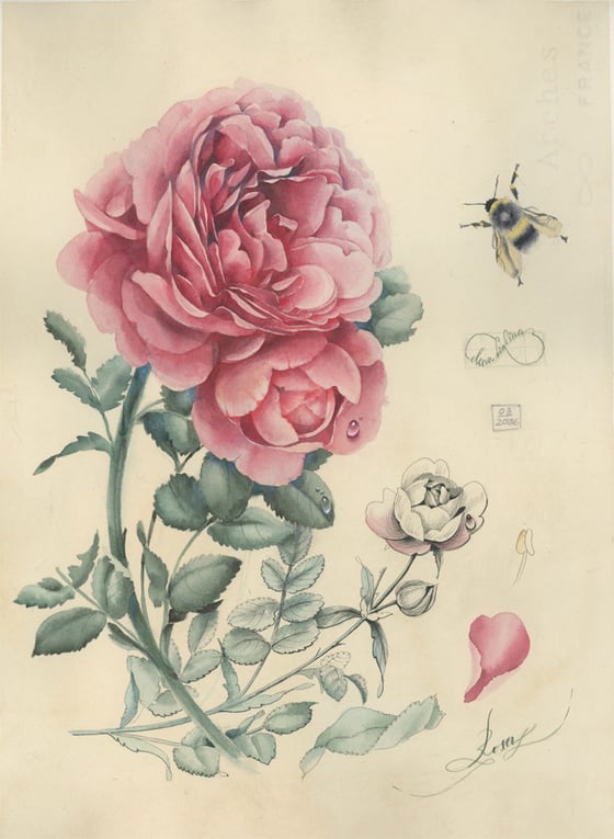 Image of Rose