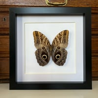 Image 1 of owl eye butterfly