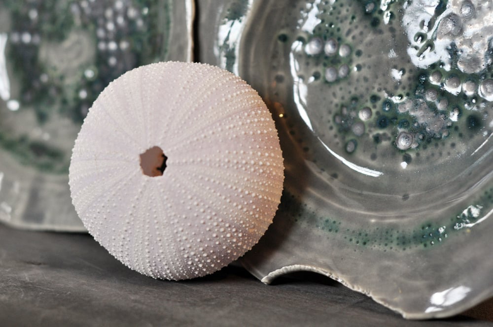 Image of sea urchin nesting plates #3