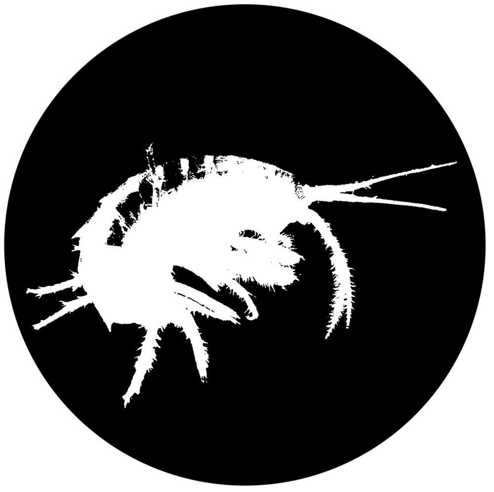 Image of Gammarus Shrimp