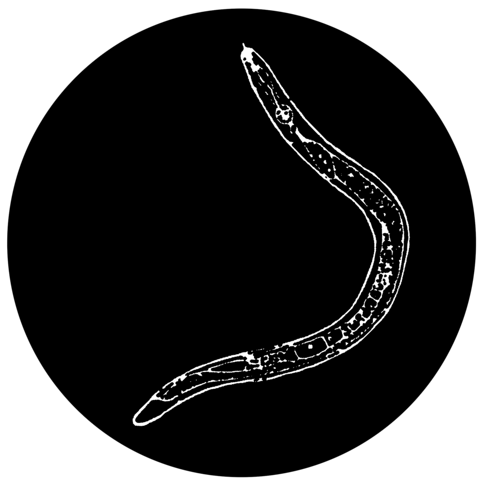 Image of Walter Worm