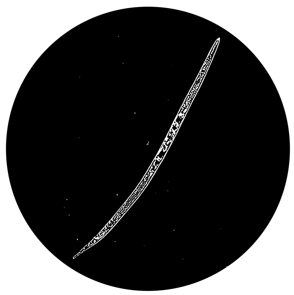 Fish Gobble — Vinegar Eel