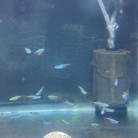 Image 1 of Cardinal Tetra 