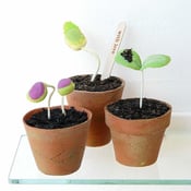 Image of  Trio of  Above Ground Seedlings